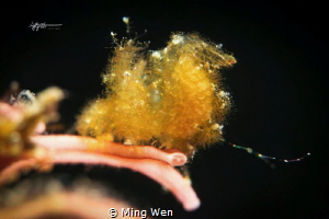 Hairy Shrimp
Canon 5D Mark III 100mm f/16 1/100 ISO 400... by Ming Wen 